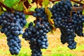 ARI Pune develops grape variety with high juice content