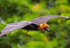 Bat wings inspire unique design of miniature robot aircraft