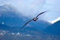 Could gulls' wings inspire smarter airplane design?